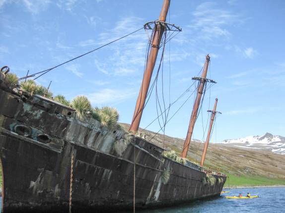 O naufrágio Bayard, hoje um viveiro natural em Ocean Harbour, na Geórgia do Sul